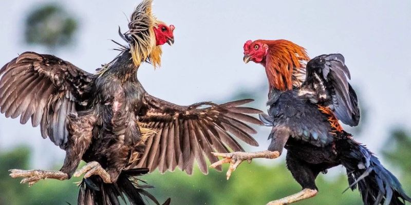 Ưu điểm tạo sức hút cho sảnh cược trên thị trường hiện nay